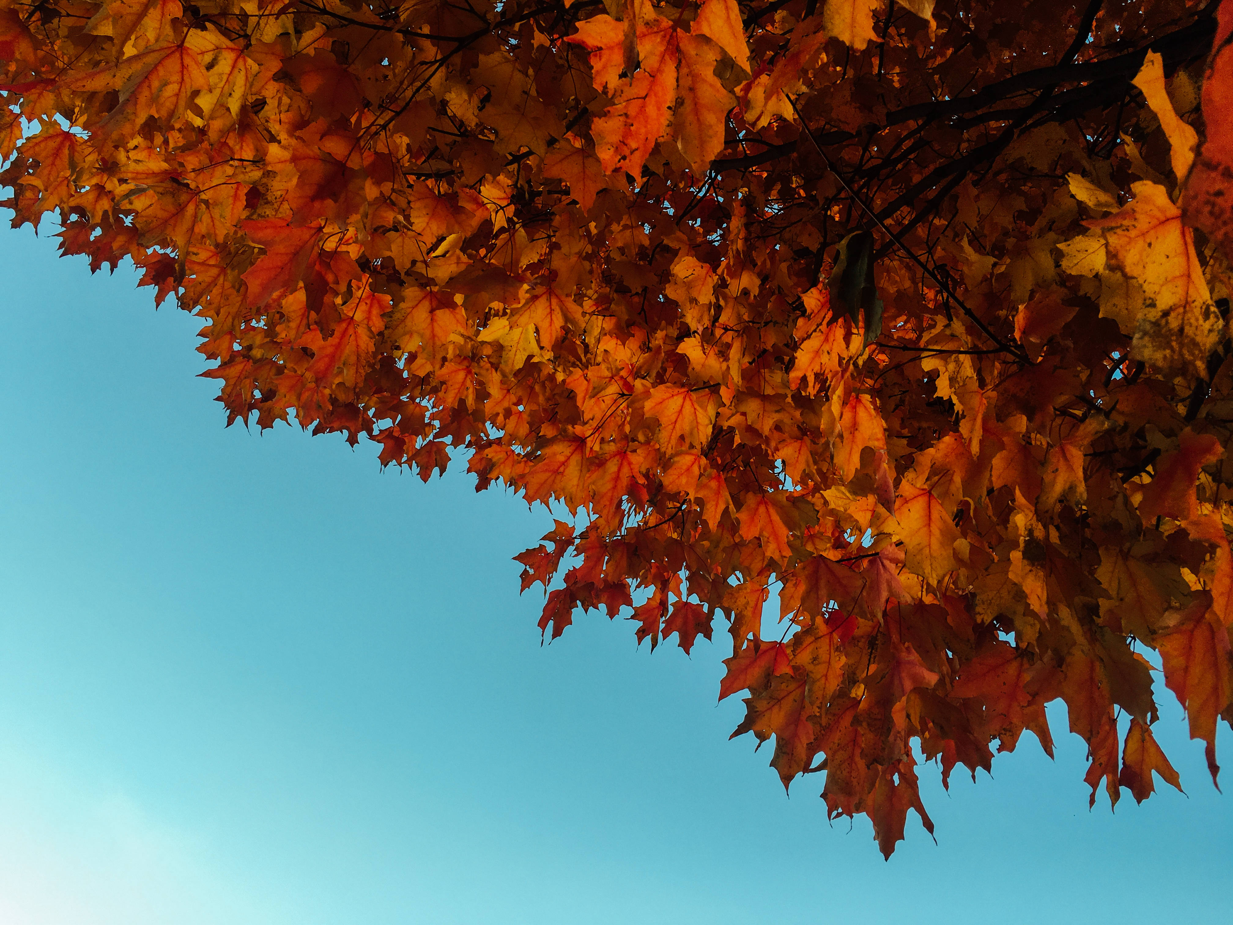 Download Maple Tree During Fall Wallpaper
