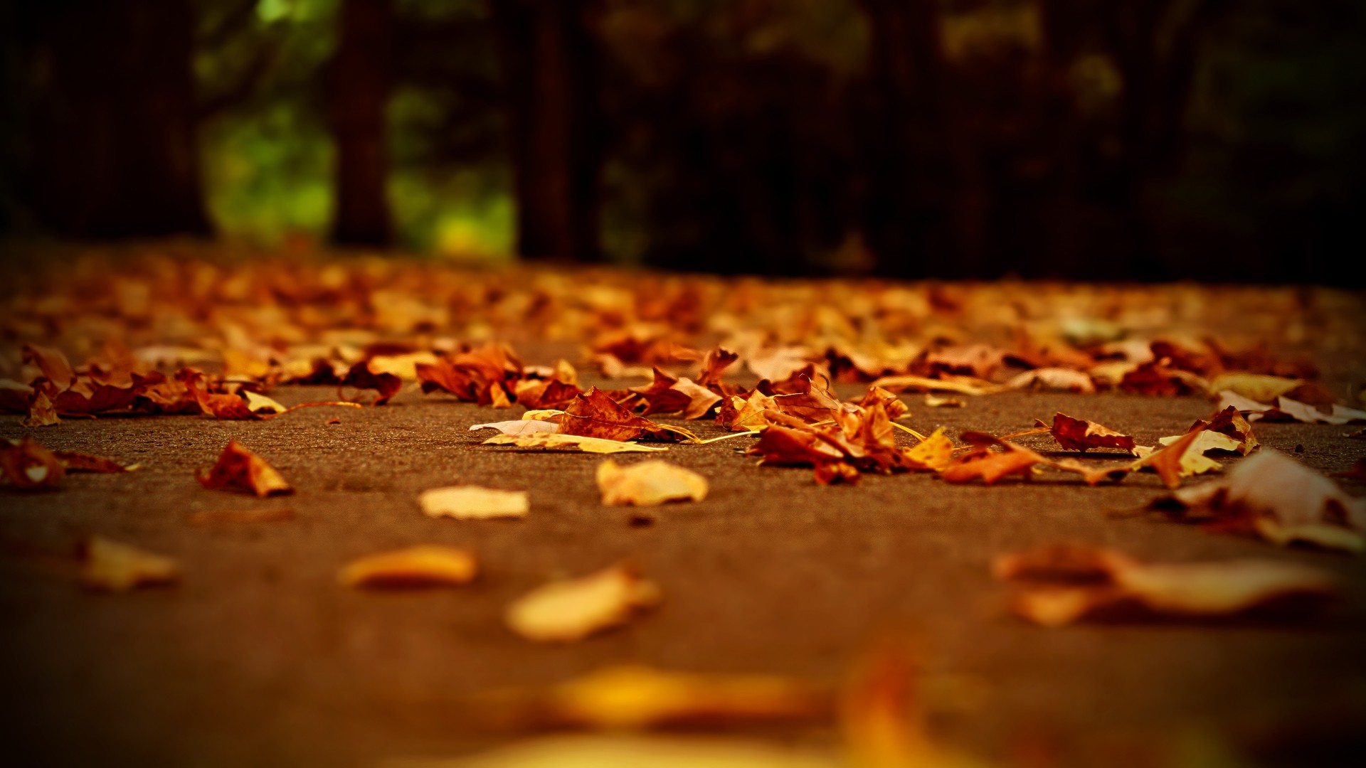 Autumn Wallpaper