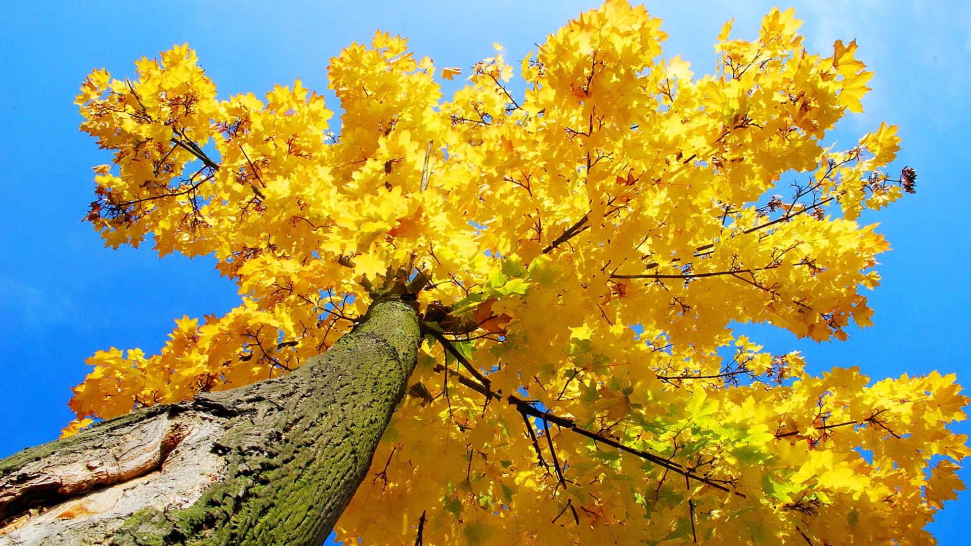 Yellow Maple Tree Autumn