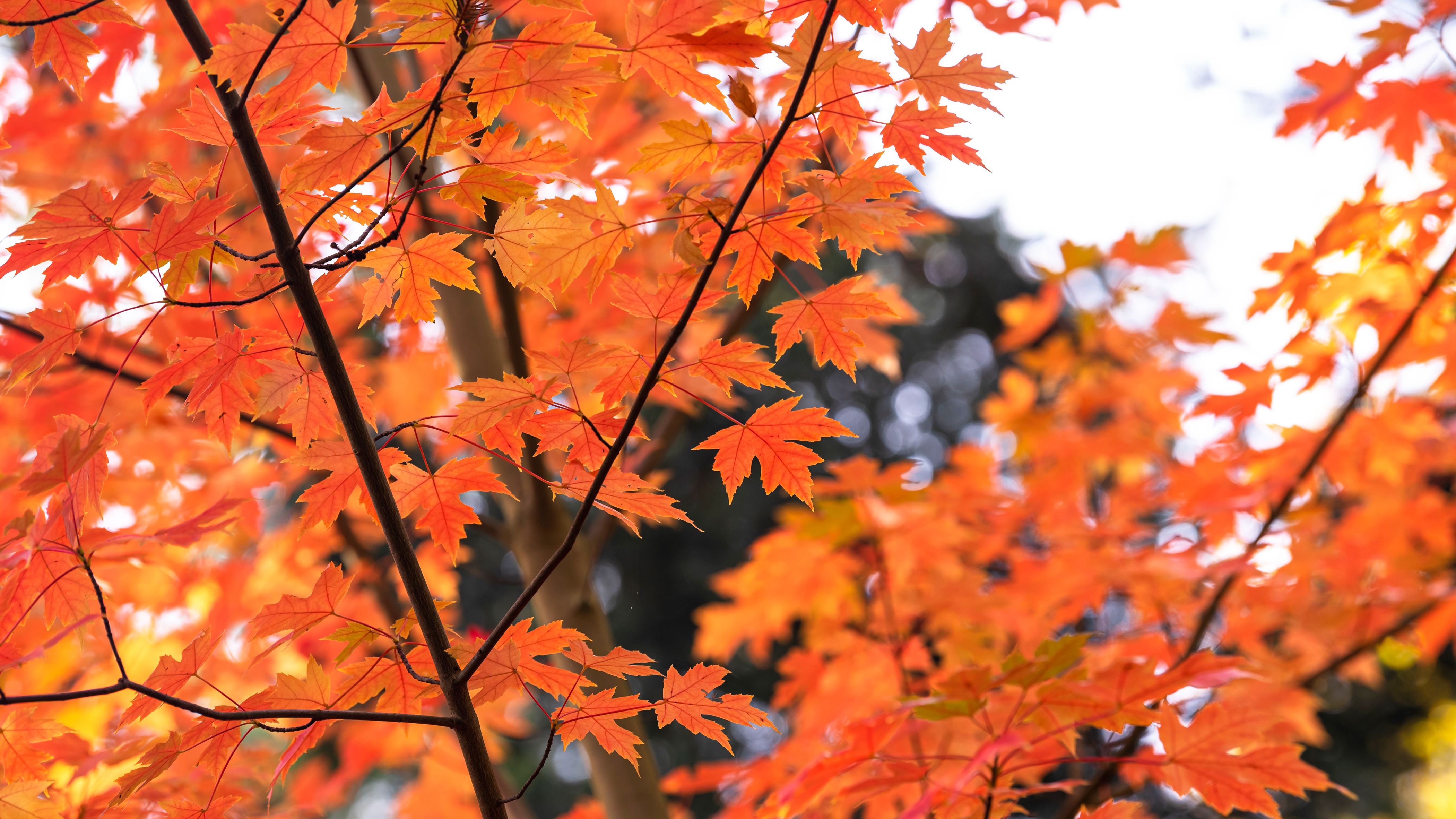 How to Grow and Care for Autumn Blaze Maple Trees