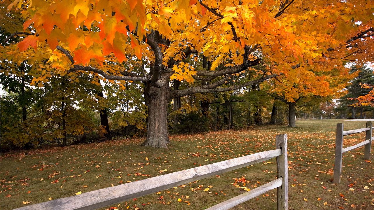 Wallpaper tree, autumn, fence, maple, leaf fall hd, picture, image