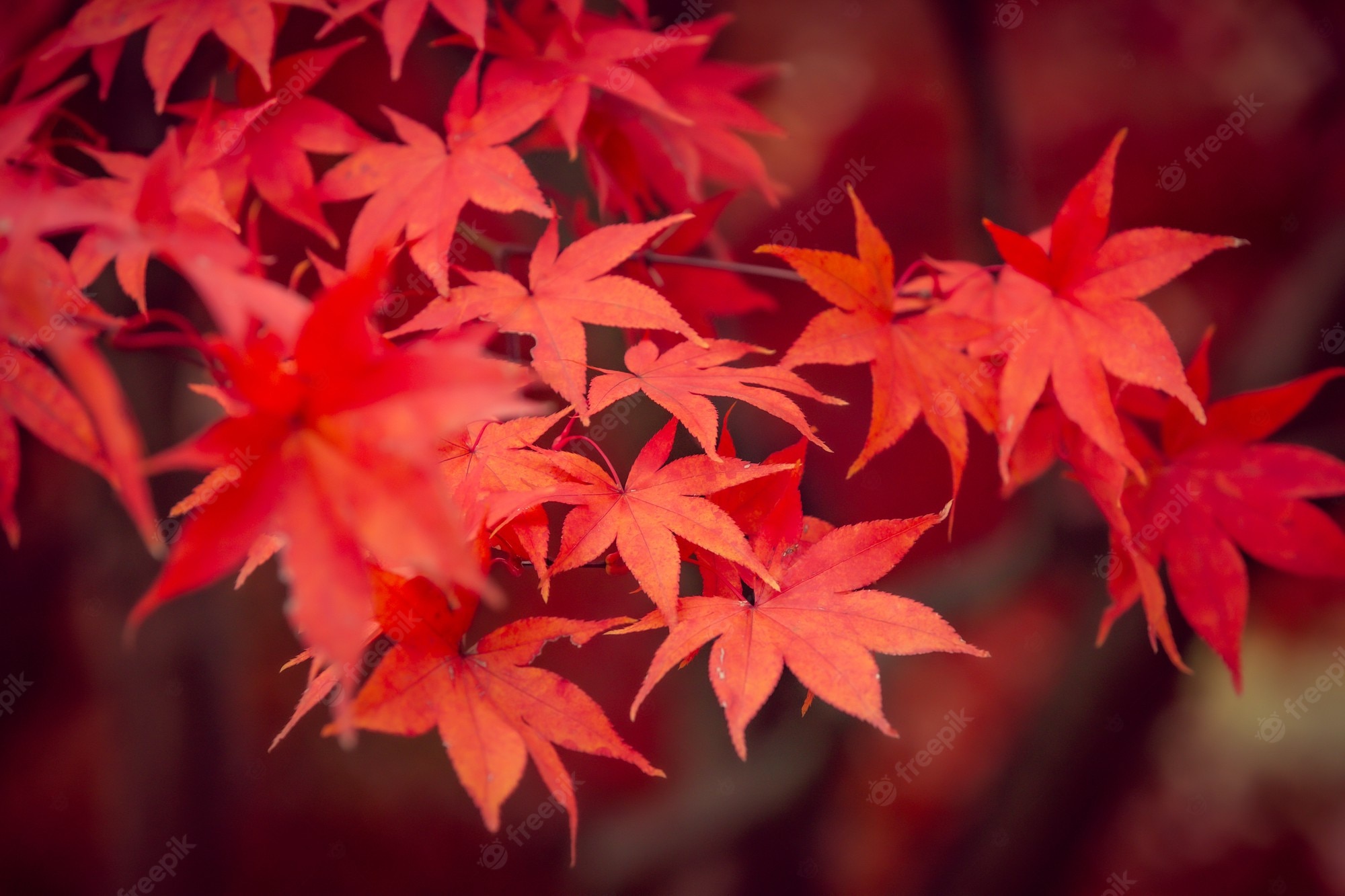 Premium Photo. Beautiful red maple leaves in autumn, beautiful autumn leave background