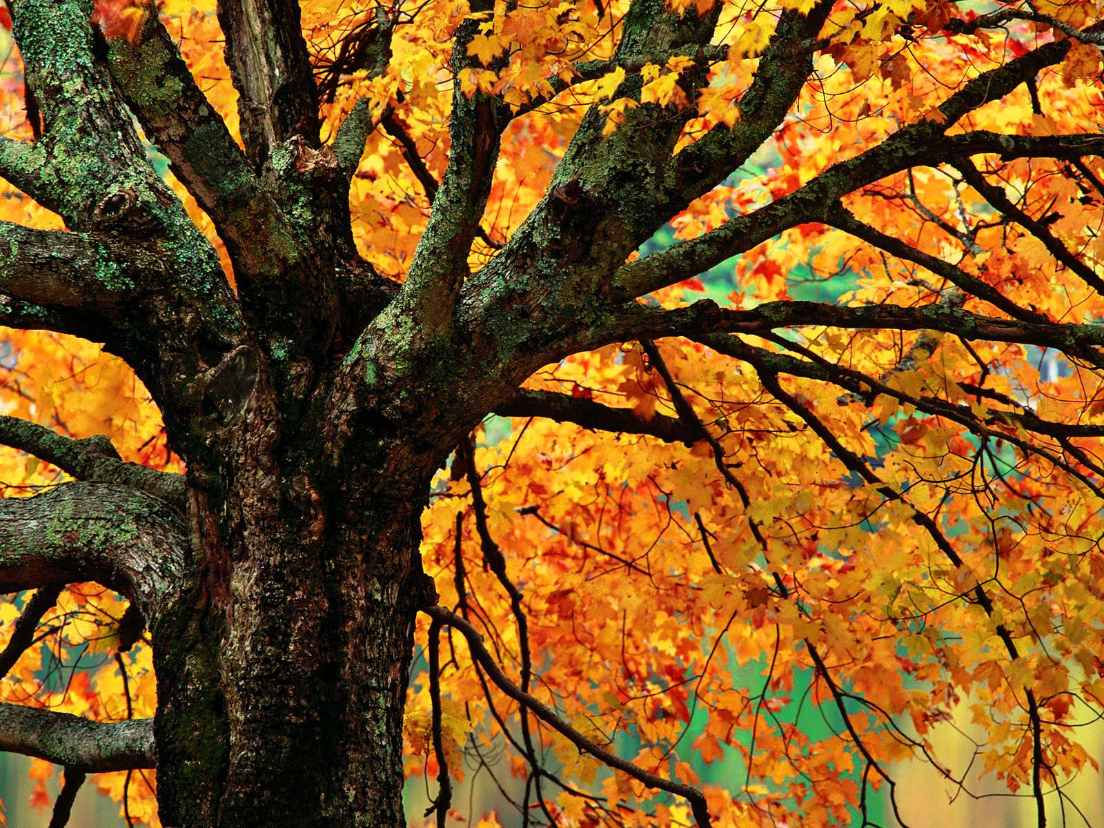 Autumn Maple Tree Branches Wallpaper