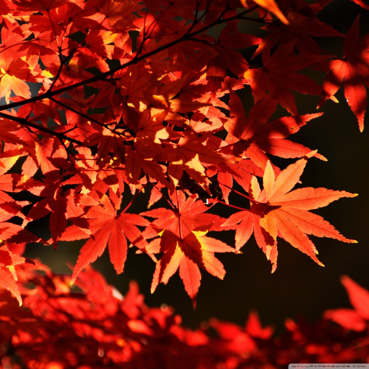Japanese Maple Trees, Autumn Ultra HD Desktop Background Wallpaper for 4K UHD TV, Widescreen & UltraWide Desktop & Laptop, Tablet