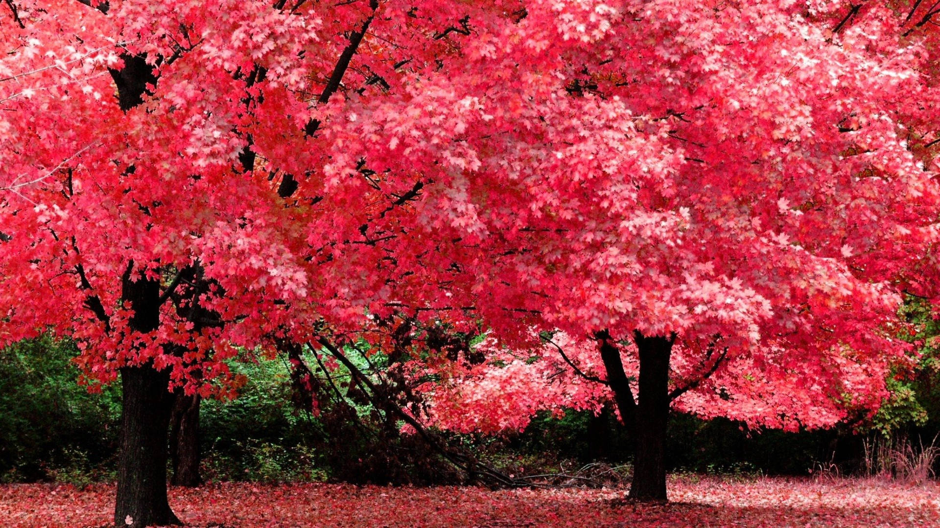 Download Aesthetic Fall Red Maple Trees Wallpaper