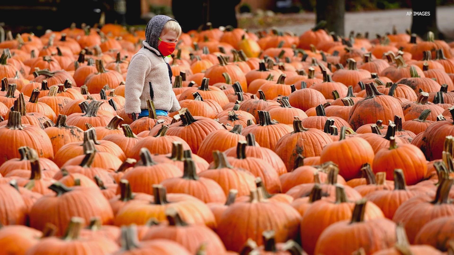 Elk Grove Giant Pumpkin Festival returns for 2022