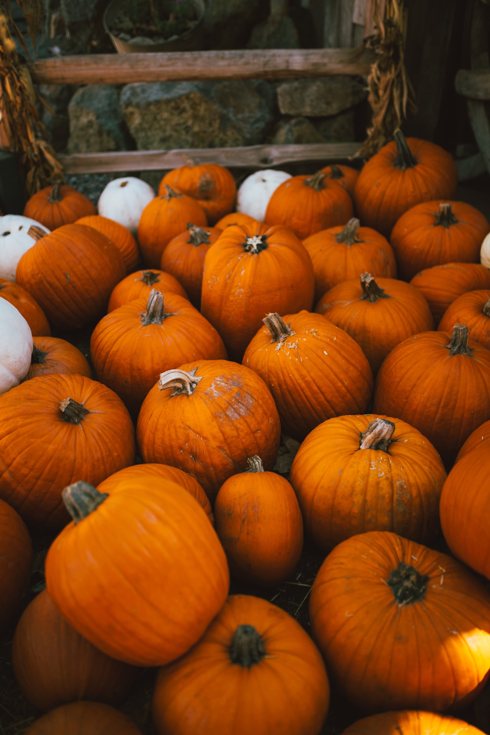 Fall Background: Pumpkin Patch iPhone Wallpaper Fall iPhone Wallpaper That'll Instantly Make You Feel Cozy