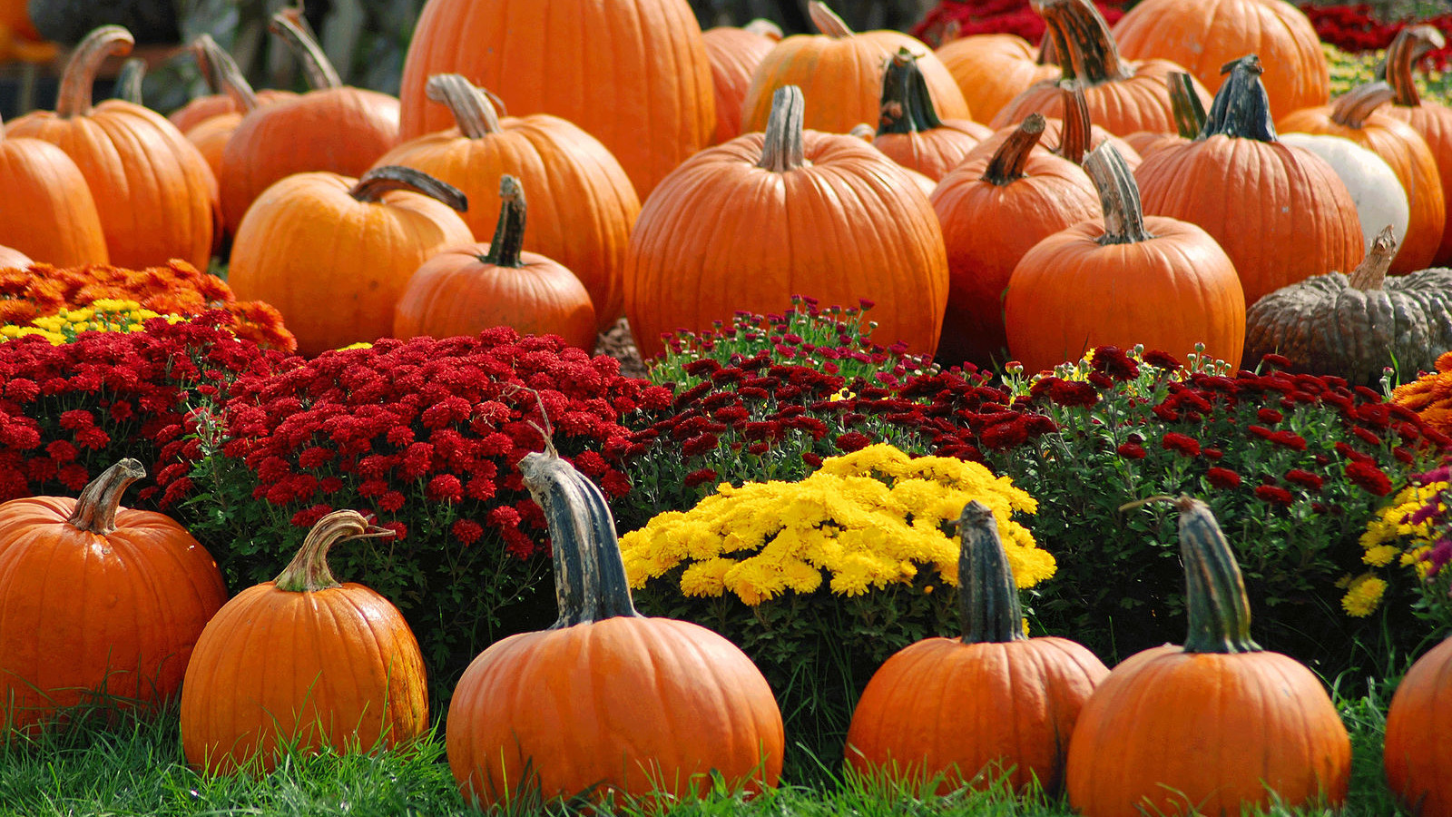 List of Middle Tennessee farms and pumpkin patches to visit this fall