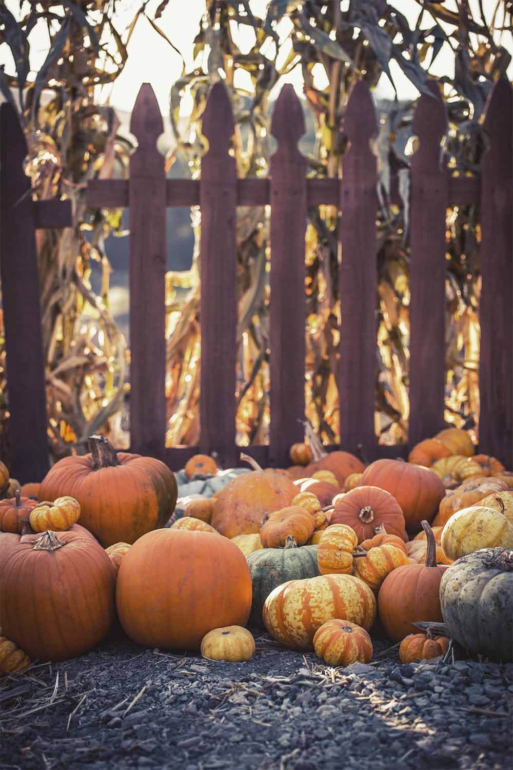 The Best Pumpkin Patches in San Antonio (2022) Cowboys Life