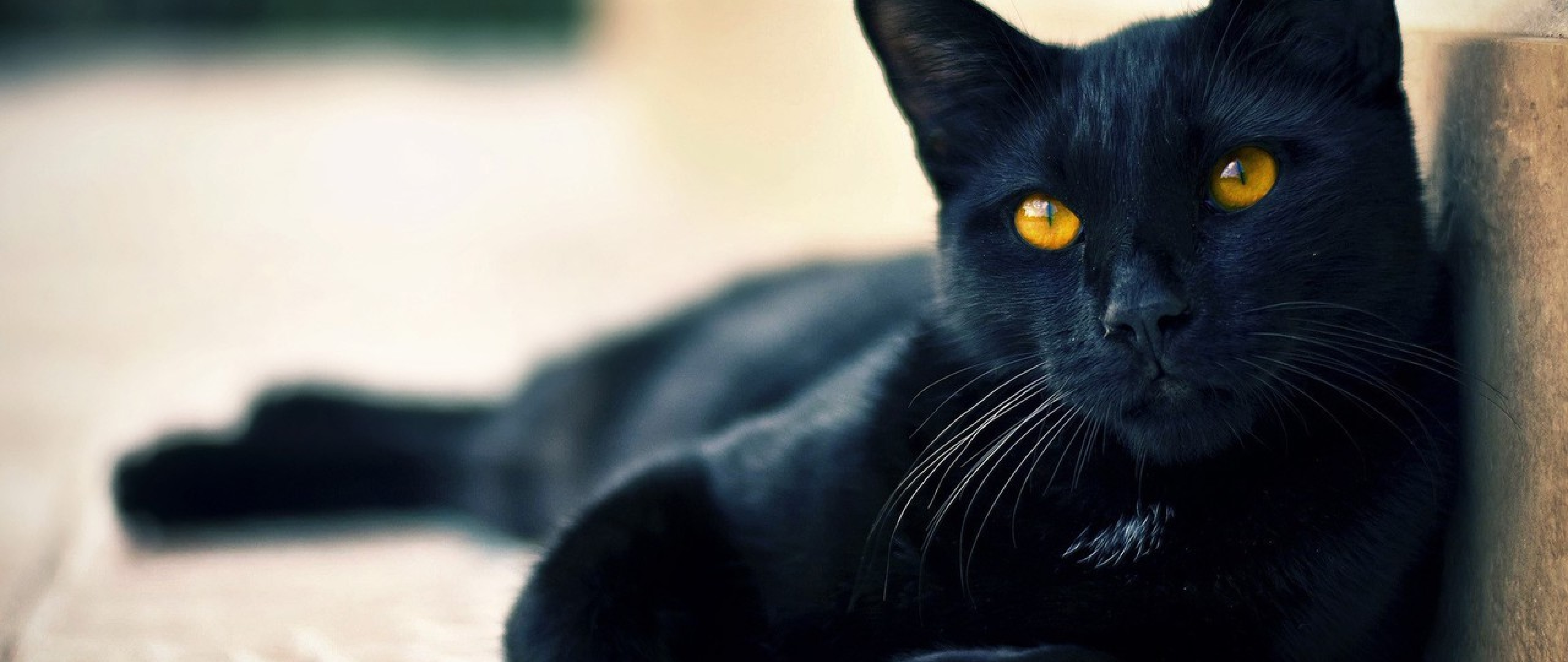 Cute Black cat Halloween HD Wallpaper for Desktop and Mobiles 4K Ultra HD Wide TV