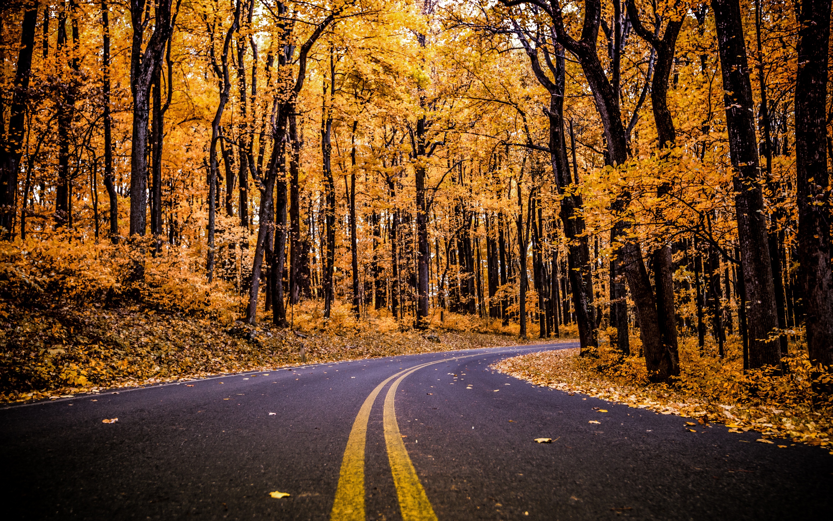 Shenandoah National Park Wallpaper 4K, Virginia, United States, Autumn trees, Autumn, Nature