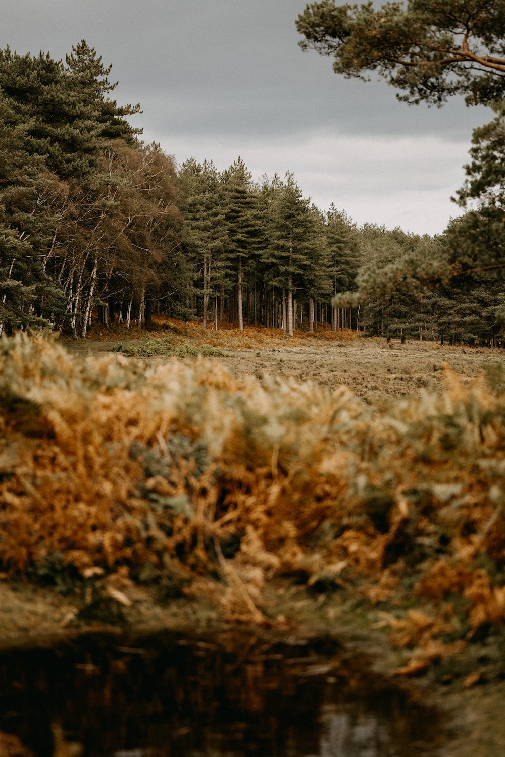 New Forest National Park in Autumn. best free forest, autumn, plant and countryside photo