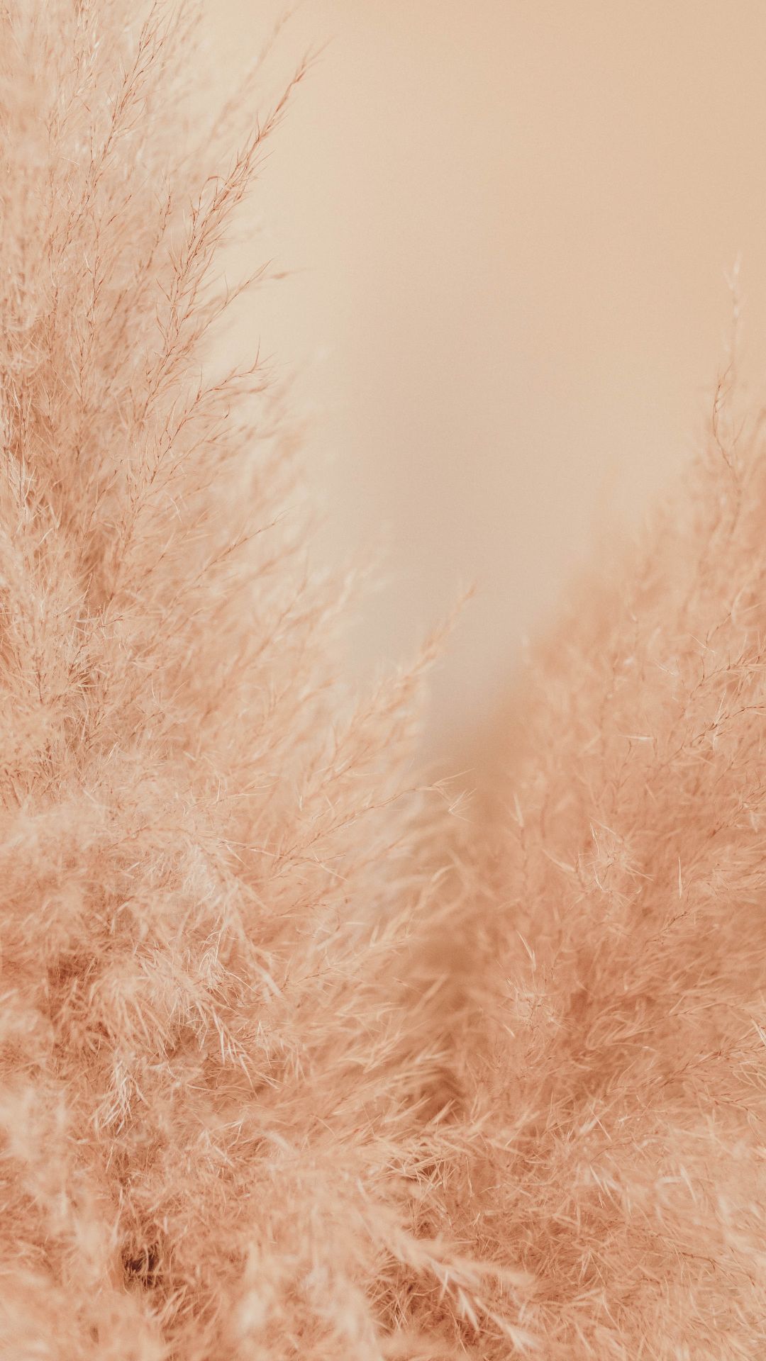 Beige Wallpaper Beige