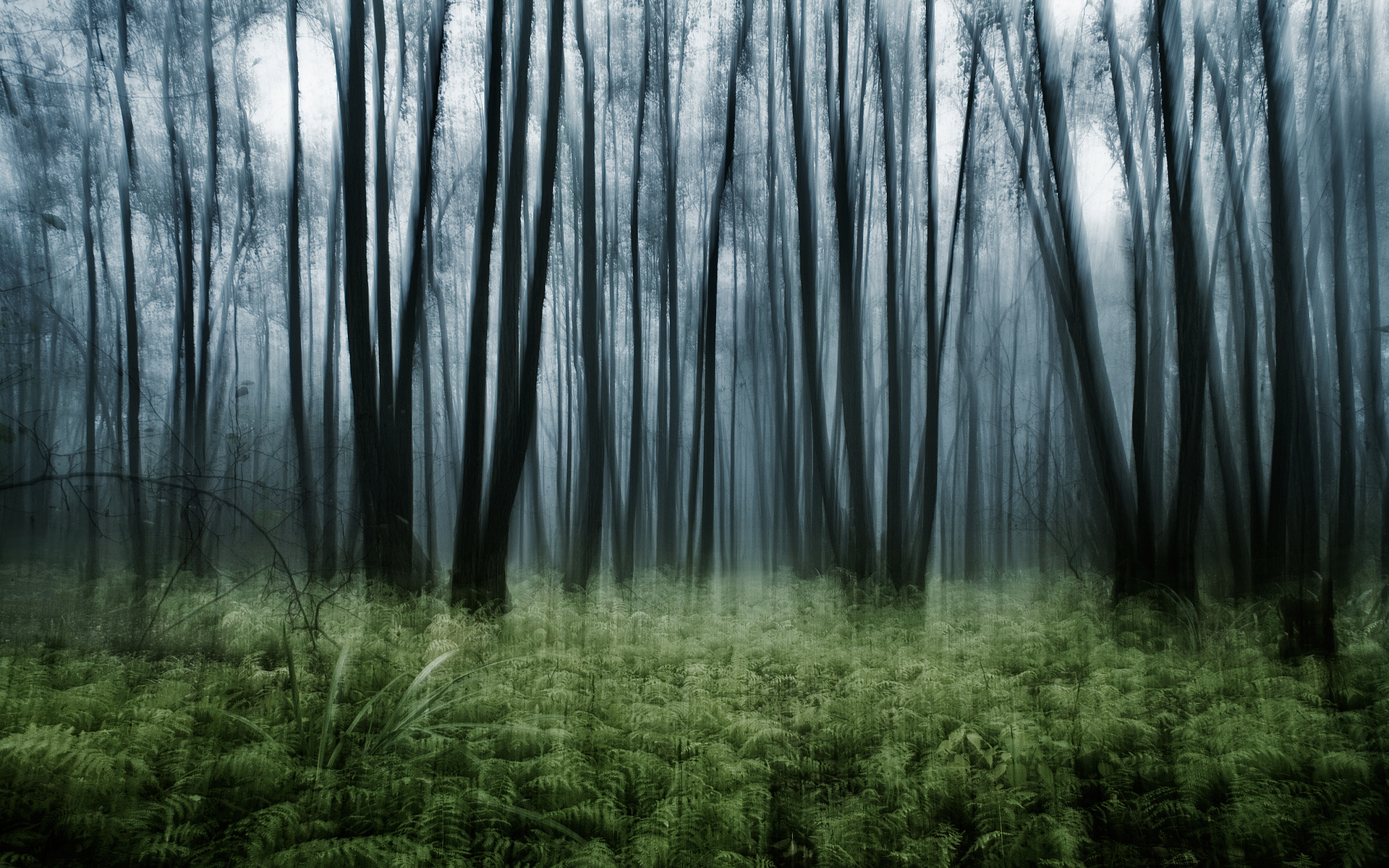 Woodland Fantasy Wallpaper