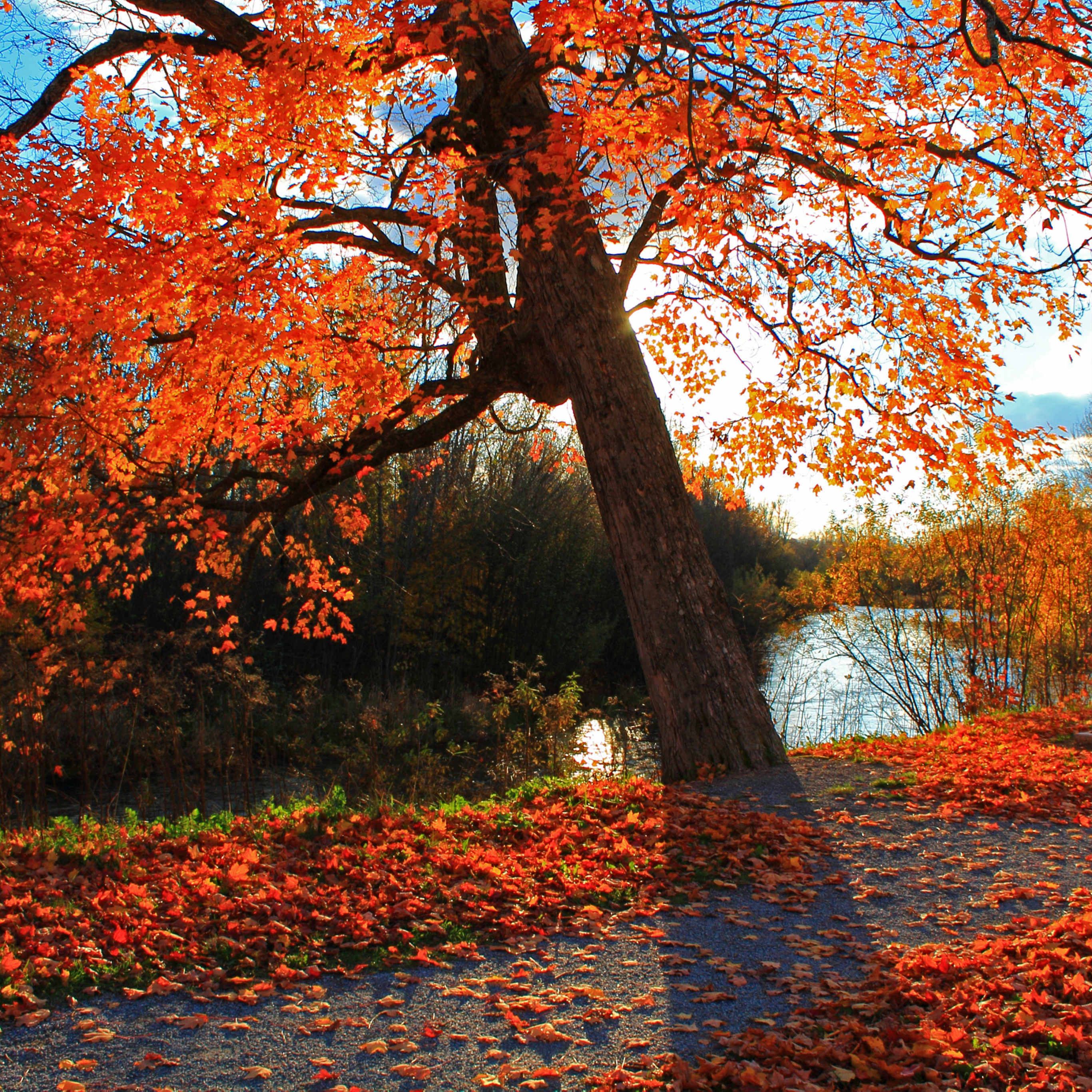 Autumn Park River Shop Landscape #iPad #Pro #wallpaper. HD nature wallpaper, Autumn wallpaper hd, Winter landscape photography