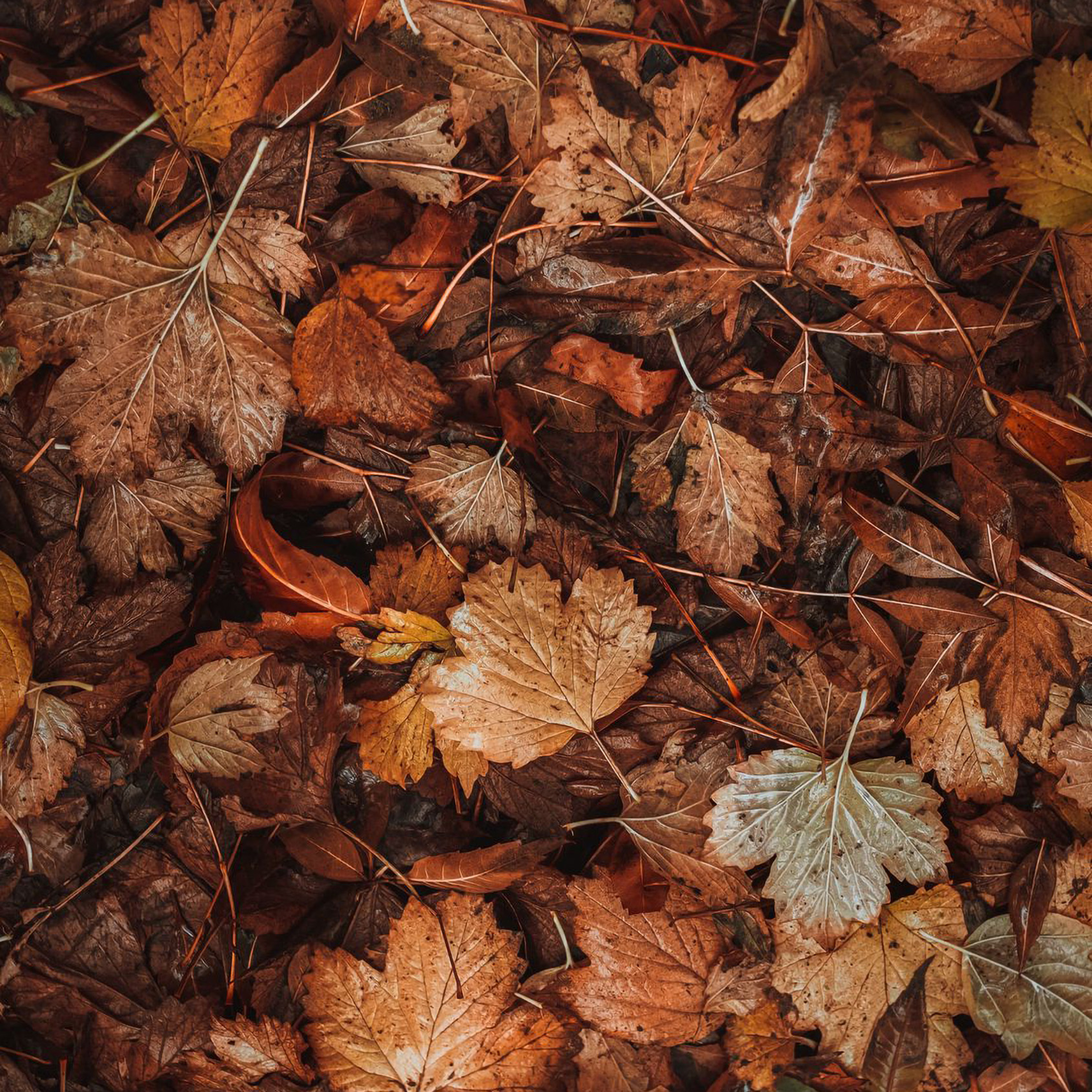 Nature Fall Leaf Autumn Wallpaper
