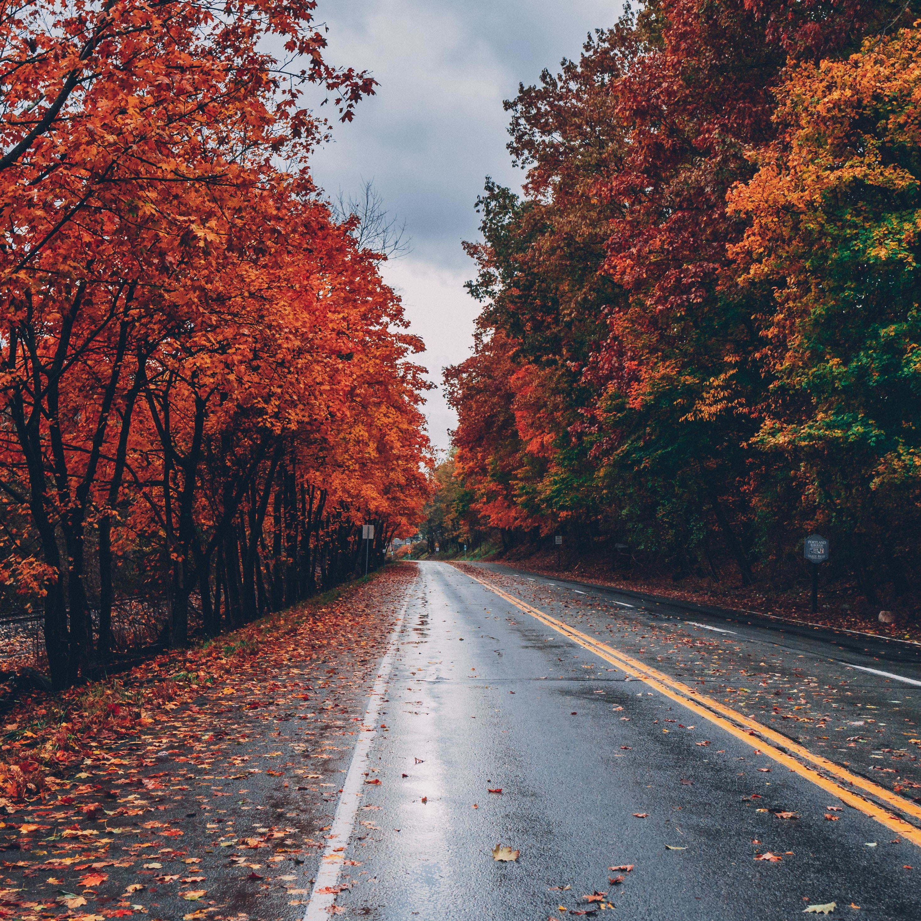 Download road, autumn, tree, highway 2932x2932 wallpaper, ipad pro retina, 2932x2932 image, background, 18379