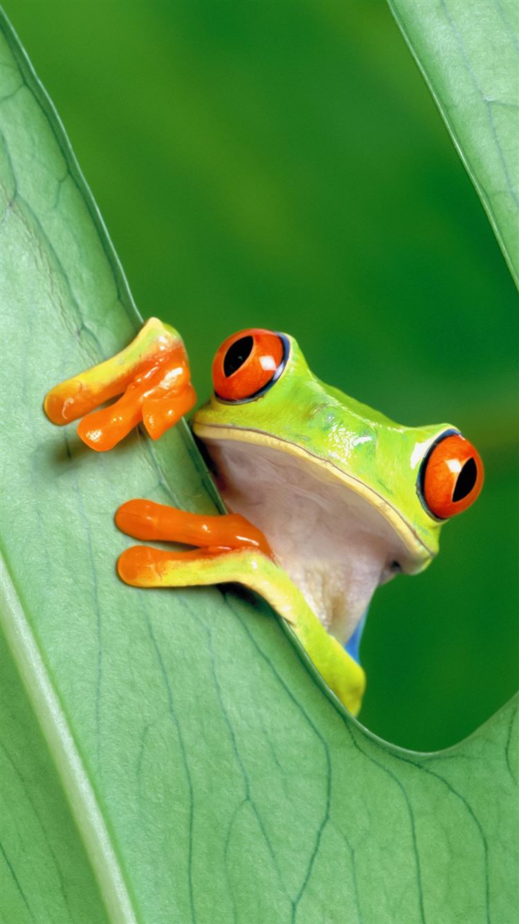 Best Frog iPhone 8 HD Wallpaper