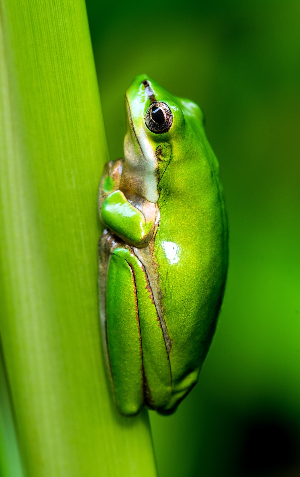 Frog Picture [HD]. Download Free Image