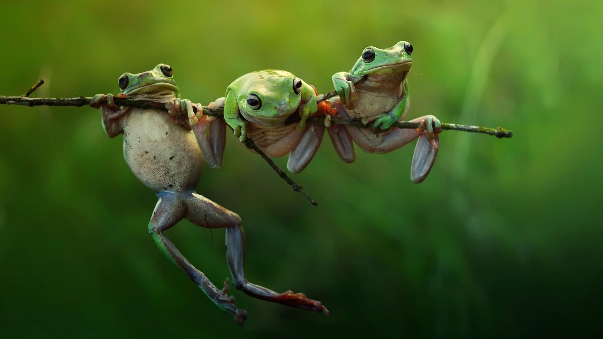 Green Frogs Wallpaper, Selective Focus Photography Of Three Green Frogs On Tree Trunk • Wallpaper For You