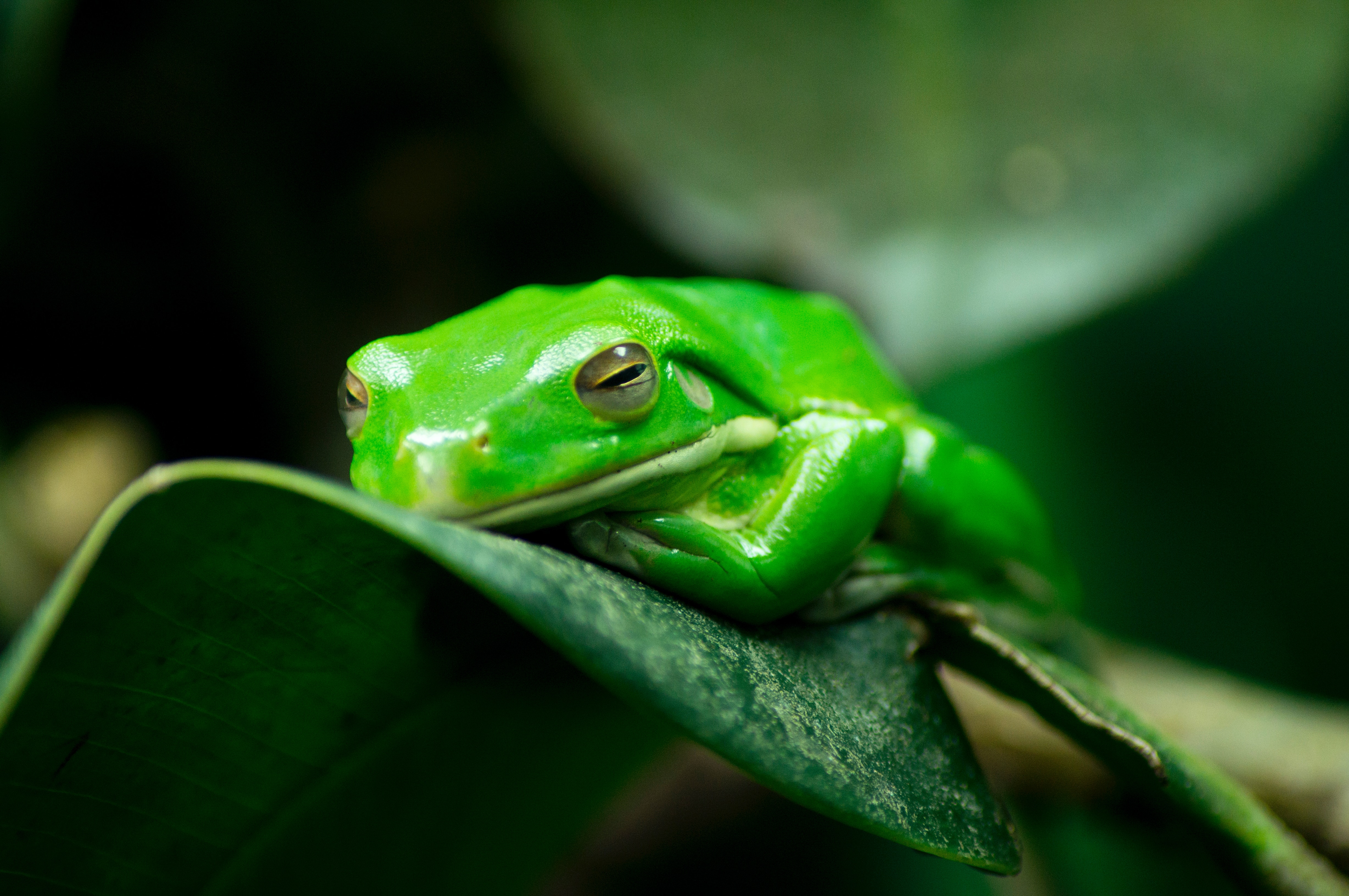 Best Frog Photo · 100% Free Downloads