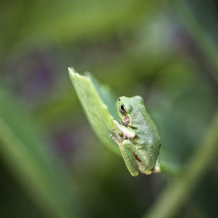 Baby Frog Wallpapers - Wallpaper Cave