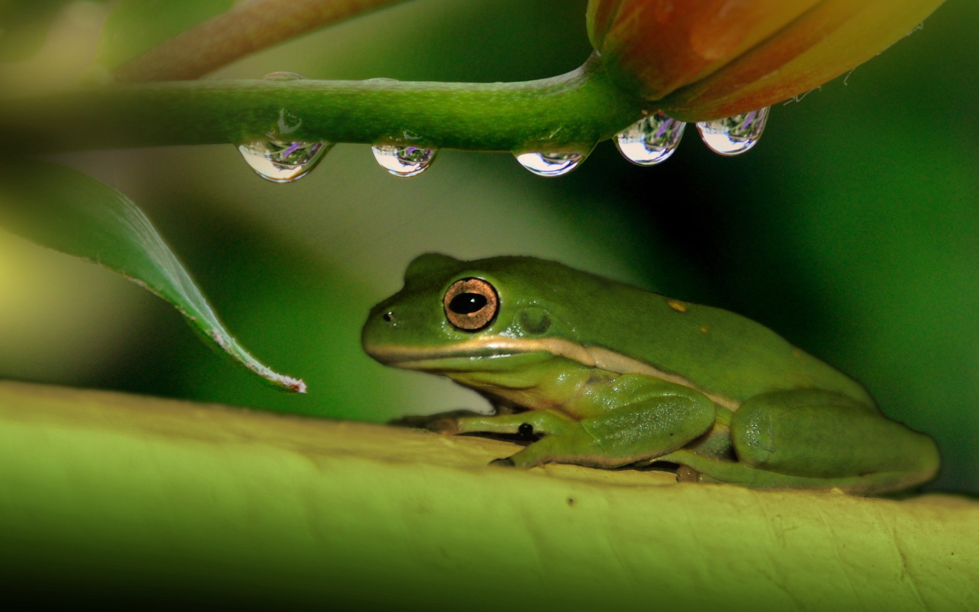 White Lipped Tree Frog HD Wallpaper And Background