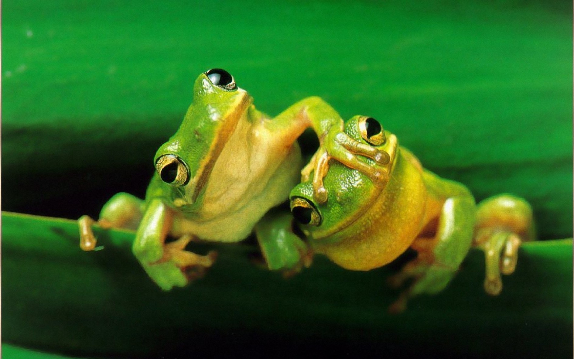 Фото жабы и лягушки смешные