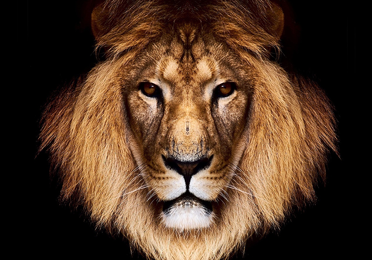 Big Lion Wallpapers Wallpaper Cave