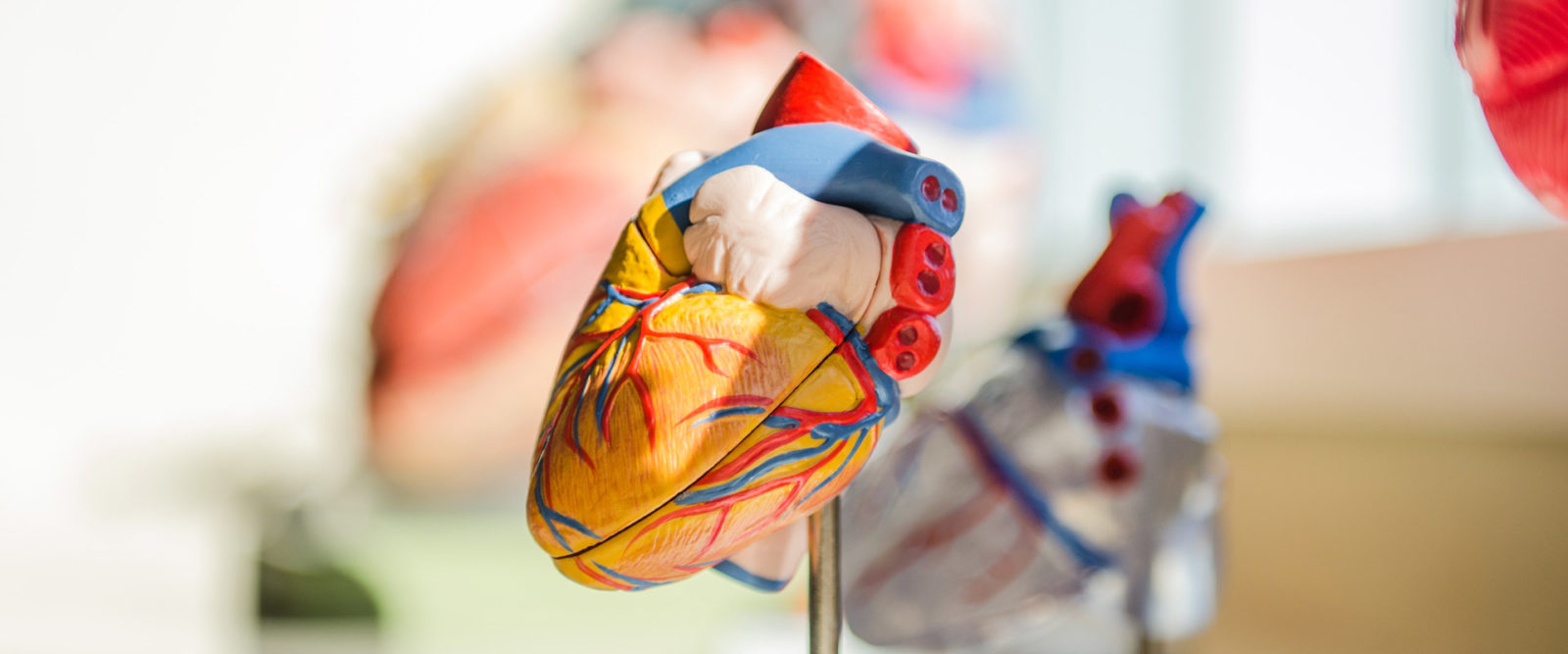 Cardiovascular Disease (CVD) Heart Federation