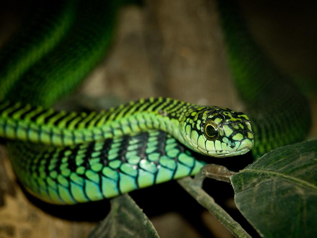 Boomslang Snake. Close Up Of A Boomslang Snake Through Glas
