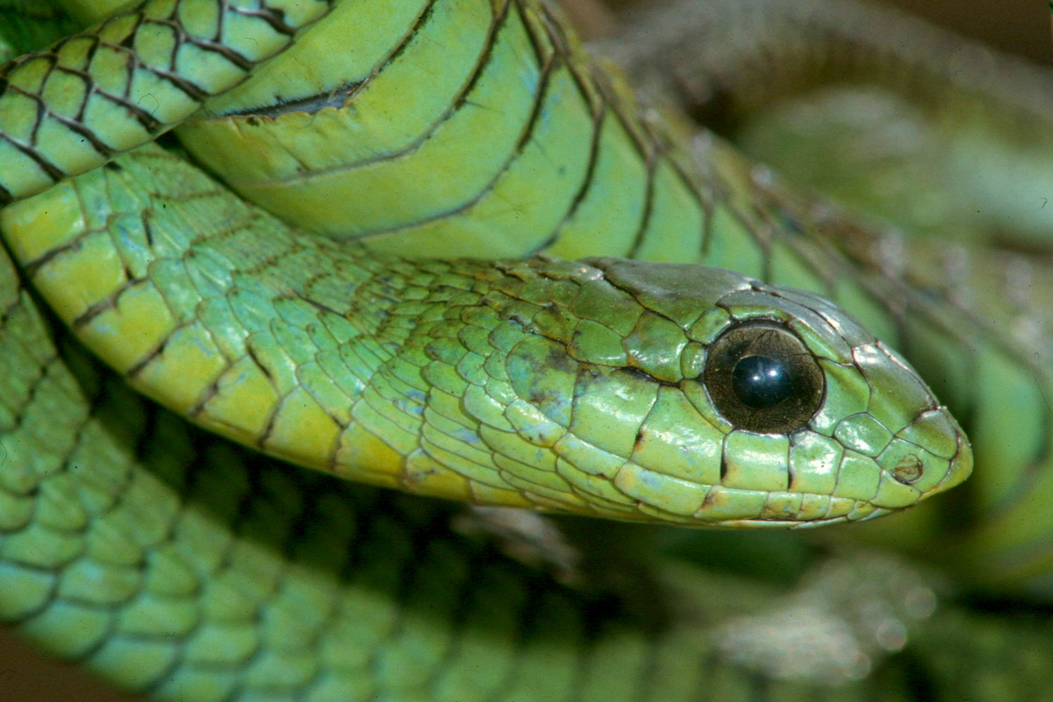 Boomslang Snakebite Institute