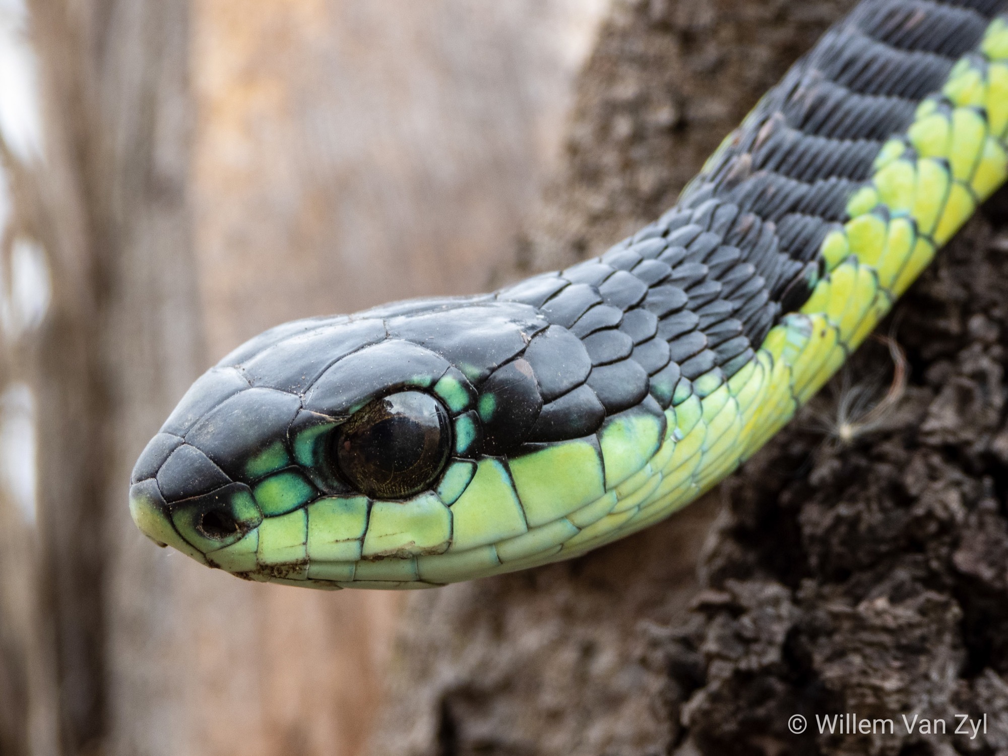 Boomslang Wallpapers Wallpaper Cave