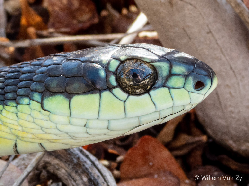 Boomslang (Dispholidus typus typus). Boomslang (Di