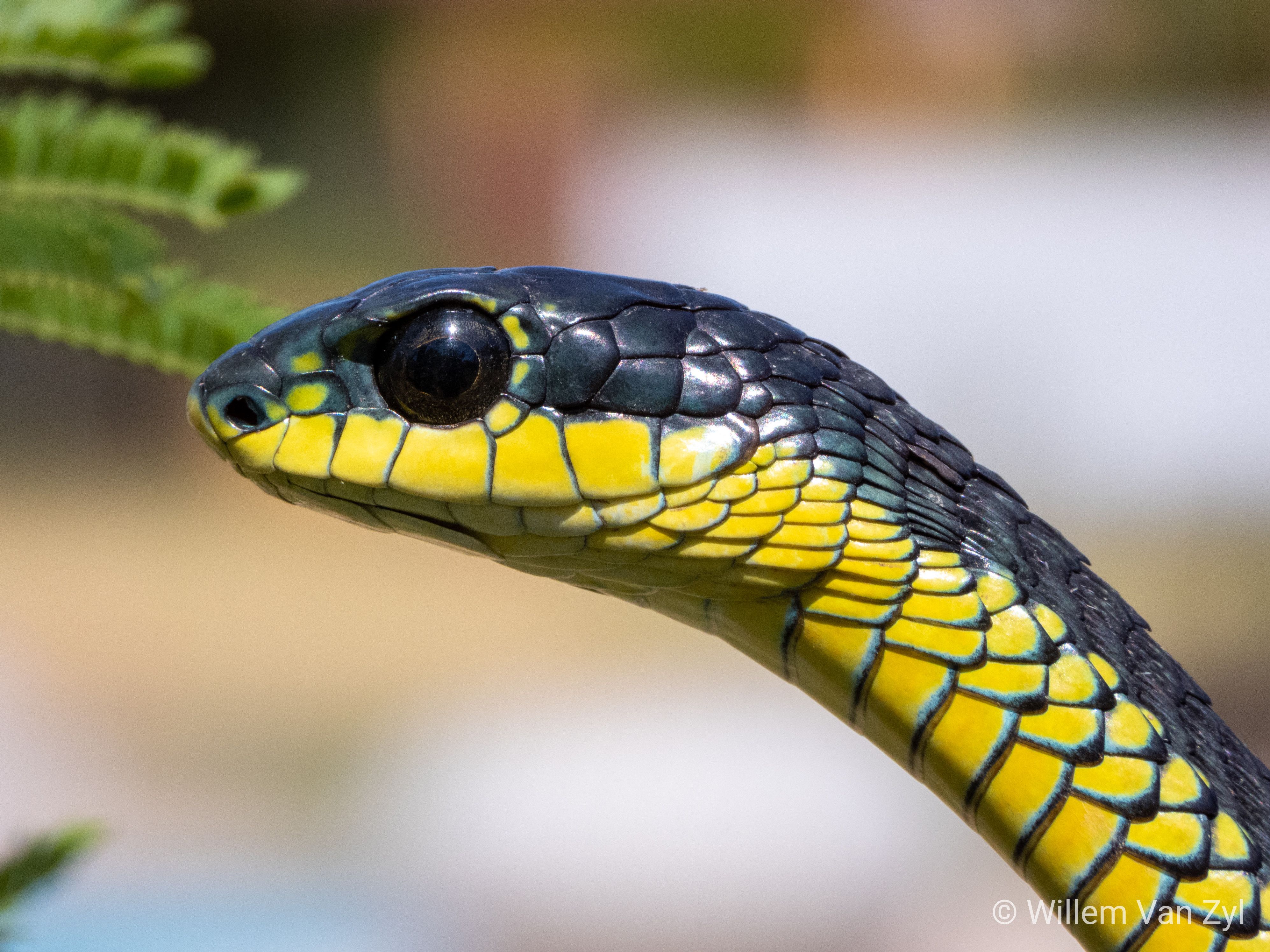 Листоносая змея. Африканский бумсланг змея. Полоз змея. Змеи макросъемка. Питон на ветке.