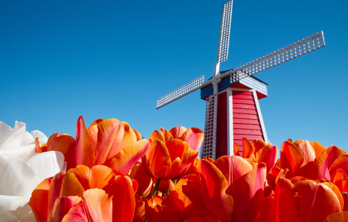 Wallpaper the sky, flowers, tulips, Netherlands, windmill image for desktop, section пейзажи