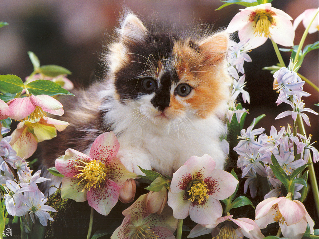 Kittens and Flowers Wallpaper. Download Wallpaper