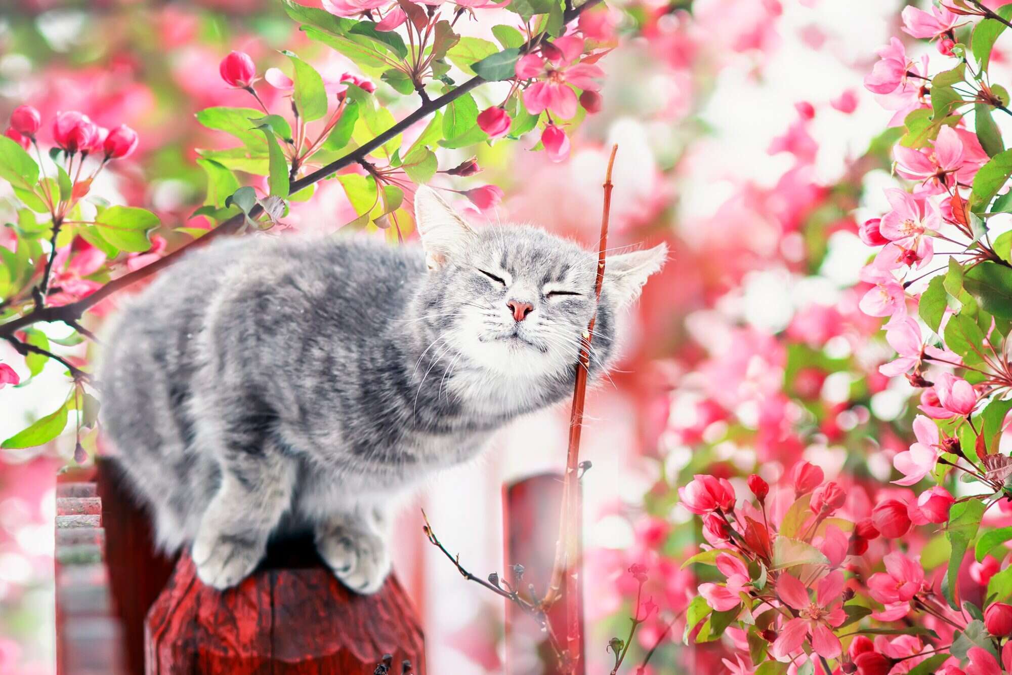 Spring Cat And Dogs Wallpapers - Wallpaper Cave