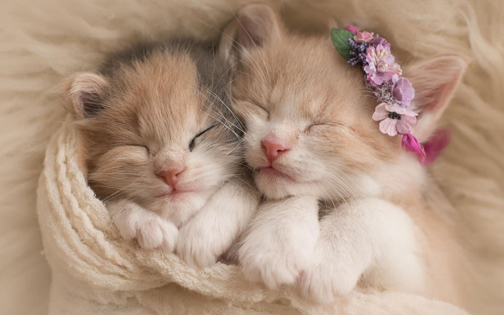 Two White And Orange Tabby Kittens Wallpaper, Kitty, Cat, Cats, Sleep, Sleeping • Wallpaper For You