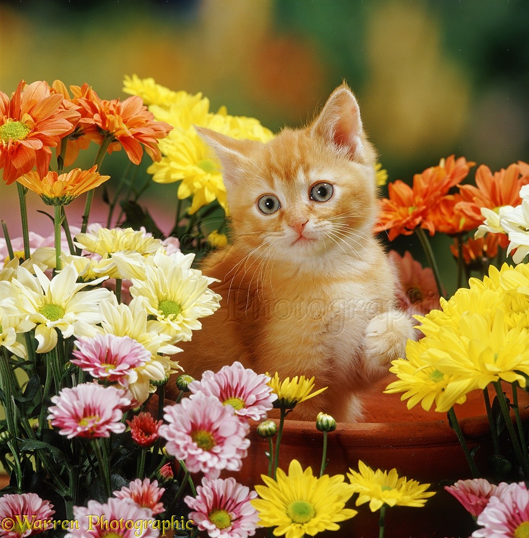 Ginger kitten and flowers photo WP37518