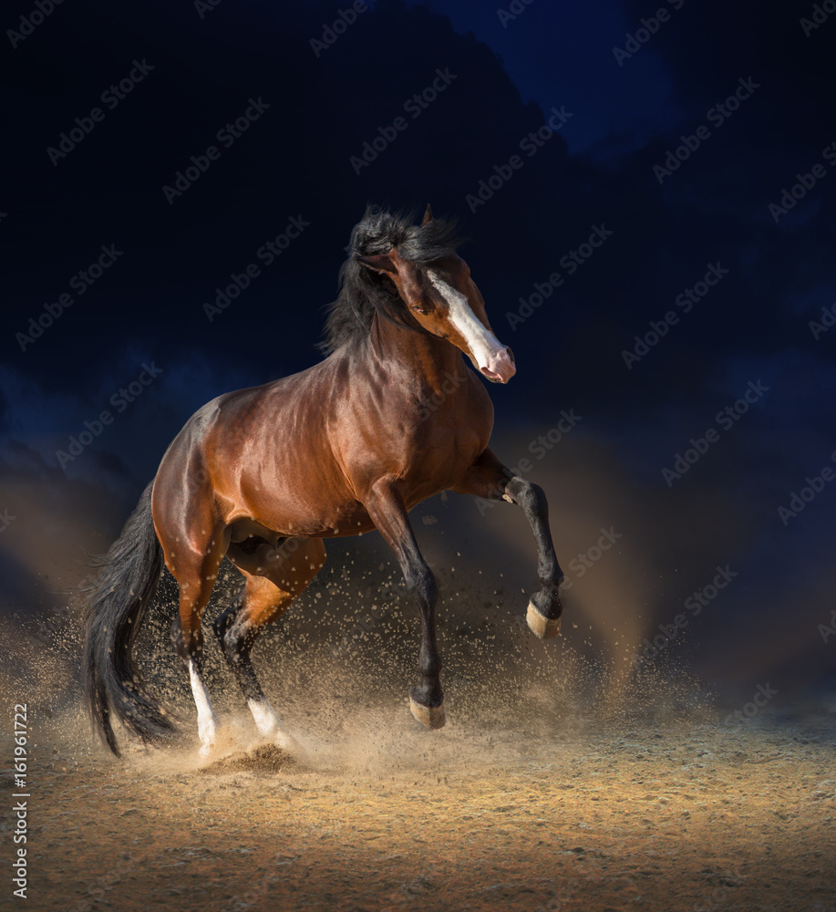 Bay Horses Wallpapers - Wallpaper Cave