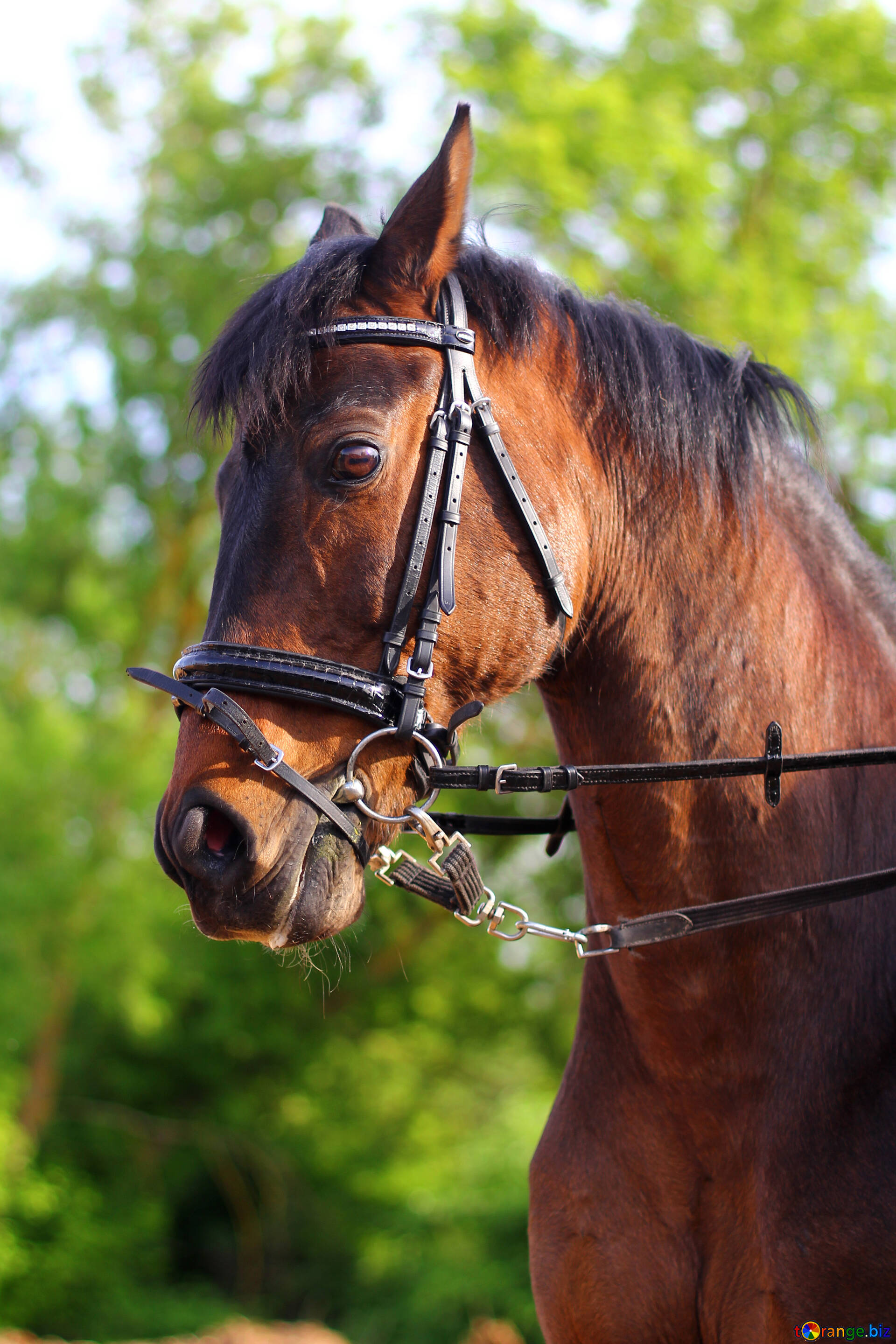 Horses Image Bay Horse Image Horse № 32335. Torange.biz Free Pics On Cc By License