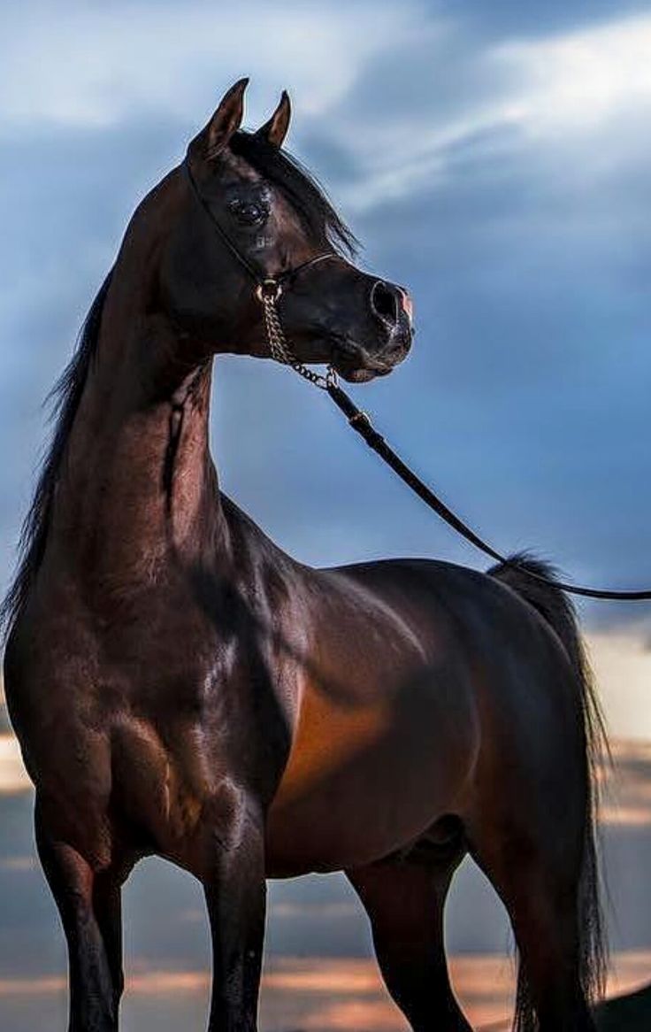 Beautiful Dark Bay Arabian. Beautiful arabian horses, Arabian horse, Horse world