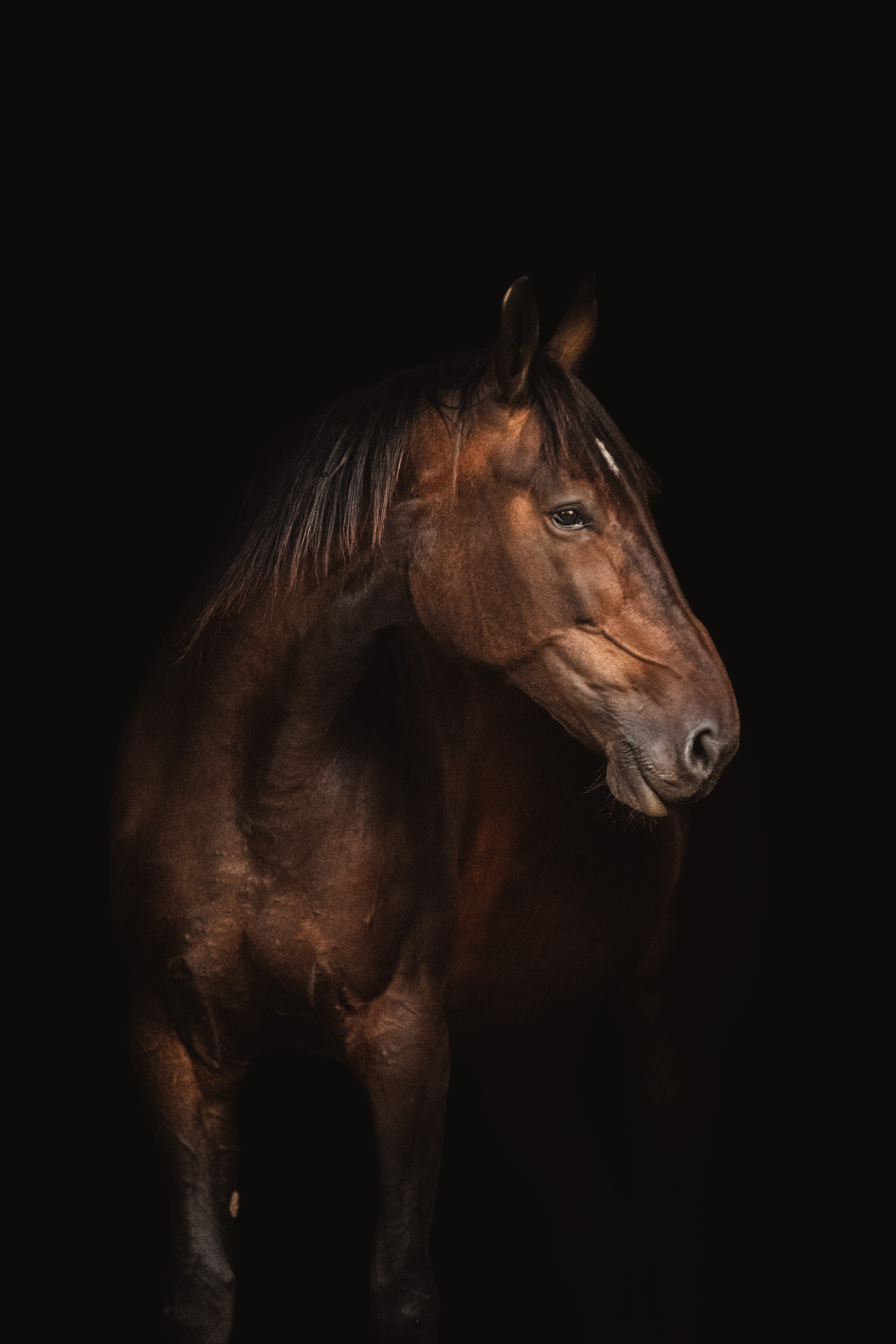 Dark Bay Horse Photo, Download Free Dark Bay Horse & HD Image