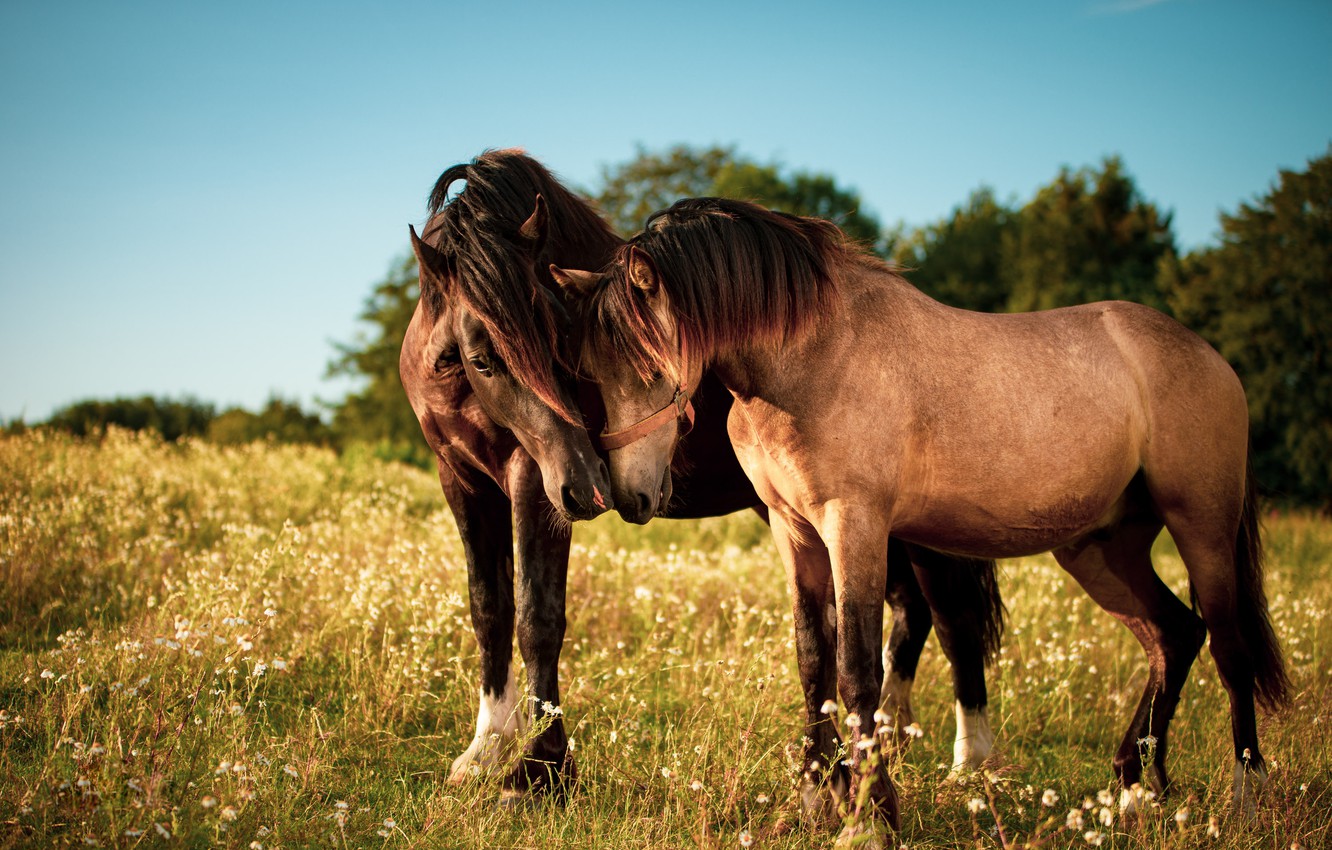 Wallpaper field, look, love, nature, horses, horse, pair, two, muzzle, he has Bay image for desktop, section животные