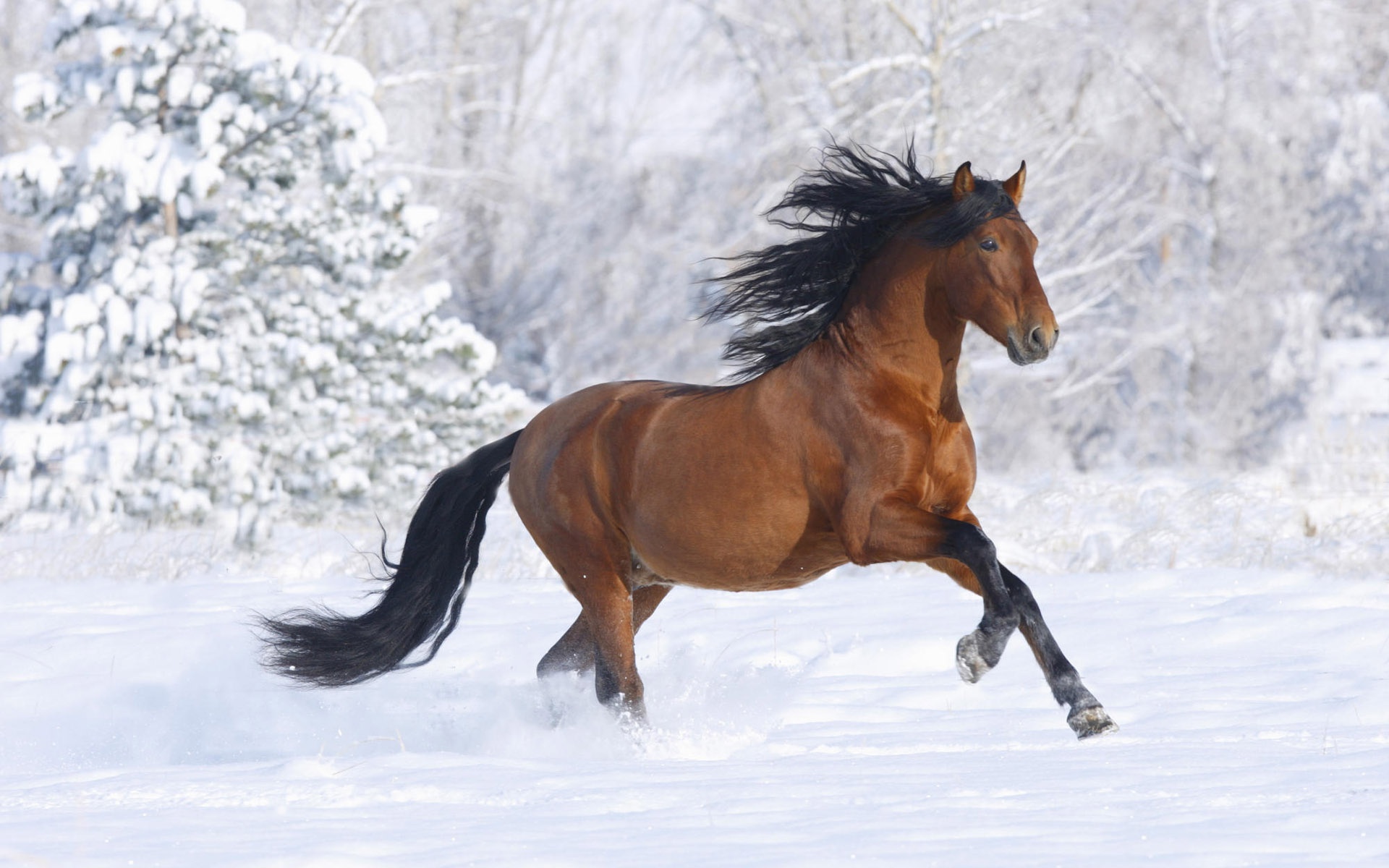 Brown Horse Running Wallpaper