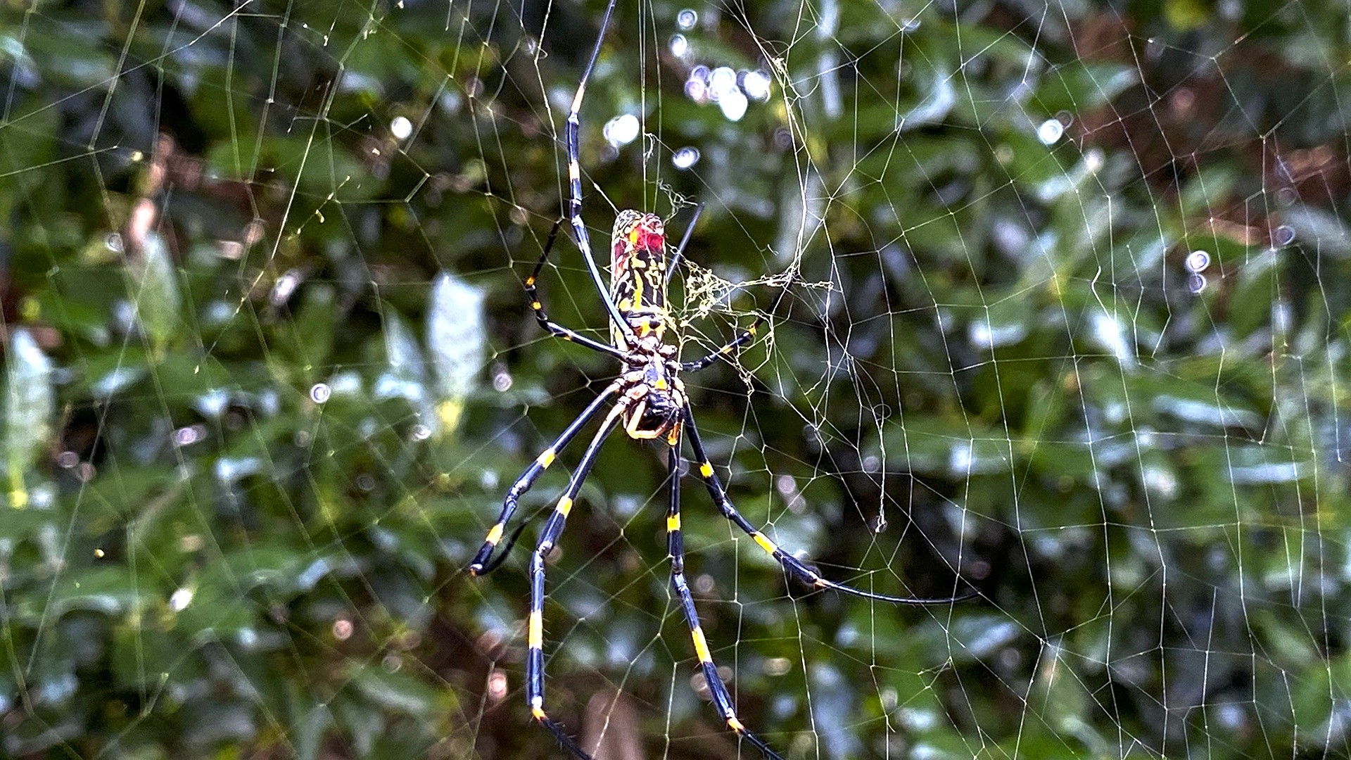 Giant Joro Spiders Will Make Their Way Up the East Coast This Spring