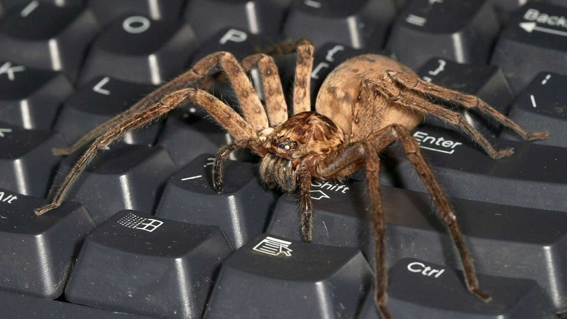 Download Wallpaper 1920x1080 spider, keyboard, big, insect, predator Full HD 1080p HD Background. Spiders scary, Spider picture, Creepy picture