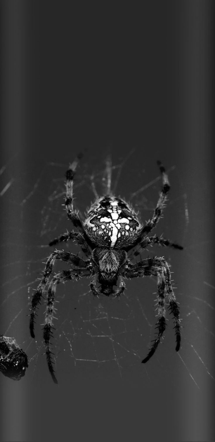 Пин от пользователя Pinner на доске Spider Wallpaper
