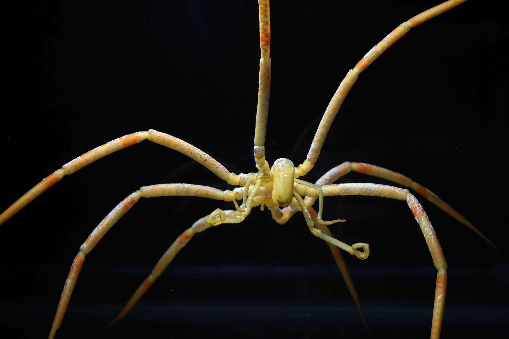 How Giant Sea Spiders May Survive in Warming Oceans